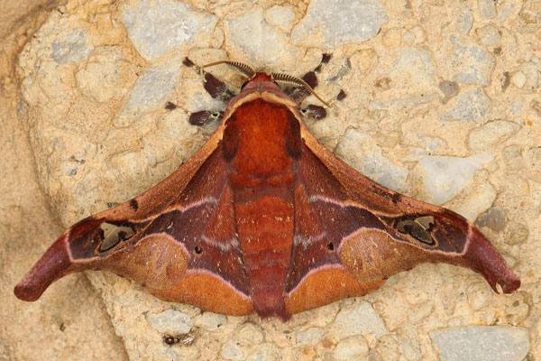 /filer/webapps/moths/media/images/S/smilax_Holocerina_AM_Heynsa.jpg