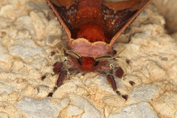 /filer/webapps/moths/media/images/S/smilax_Holocerina_AM_Heynsb.jpg