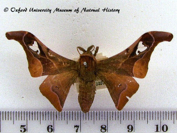 /filer/webapps/moths/media/images/S/smilax_Holocerina_AM_OUMNH_01.jpg