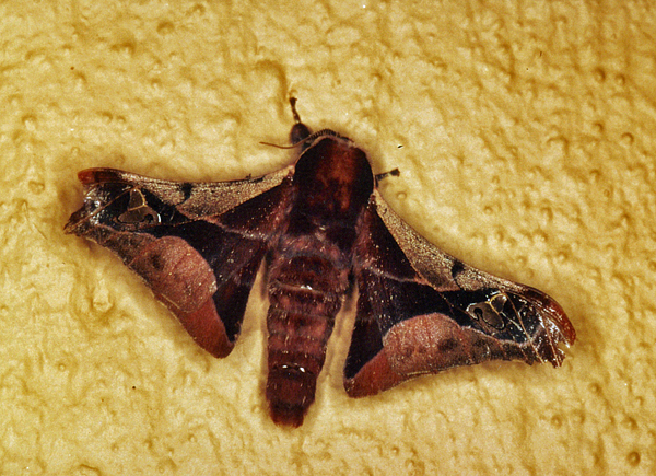 /filer/webapps/moths/media/images/S/smilax_Holocerina_A_Roland_03.jpg