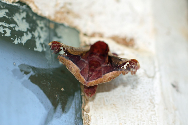 /filer/webapps/moths/media/images/S/smilax_Holocerina_A_Voaden.jpg