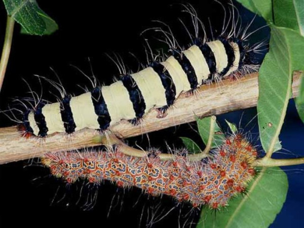 /filer/webapps/moths/media/images/S/smilax_Holocerina_C_Wolfe.jpg