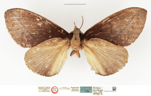/filer/webapps/moths/media/images/S/sminthocara_Nadiasa_HT_NHMUK.jpg