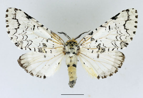 /filer/webapps/moths/media/images/S/smithi_Afrocerura_AF_Basquin_01.jpg