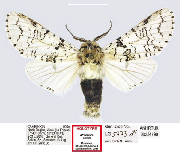 /filer/webapps/moths/media/images/S/smithi_Afrocerura_HT_ANHRT.jpg