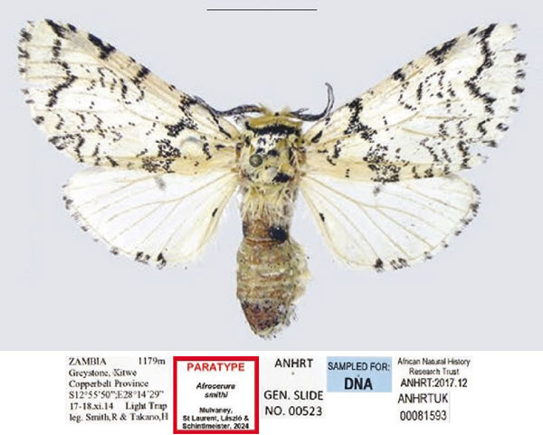 /filer/webapps/moths/media/images/S/smithi_Afrocerura_PTF_ANHRT.jpg