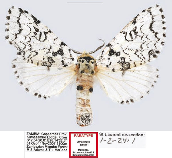 /filer/webapps/moths/media/images/S/smithi_Afrocerura_PTF_NYSM.jpg