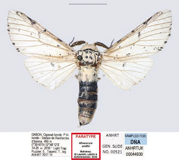 /filer/webapps/moths/media/images/S/smithi_Afrocerura_PTM_ANHRT_01.jpg