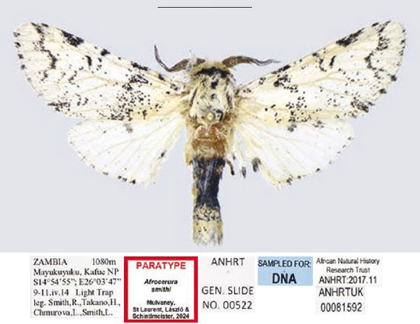 /filer/webapps/moths/media/images/S/smithi_Afrocerura_PTM_ANHRT_02.jpg