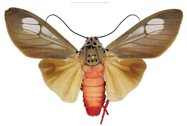/filer/webapps/moths/media/images/S/smithi_Amerila_HT_ANHRT.jpg
