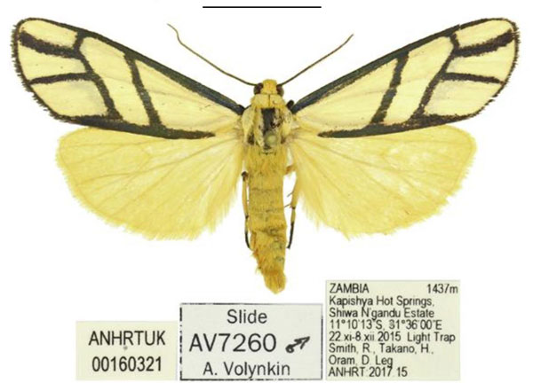 /filer/webapps/moths/media/images/S/smithi_Anaphosia_HT_ANHRT.jpg