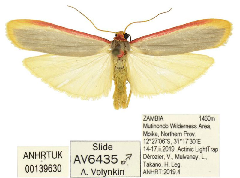 /filer/webapps/moths/media/images/S/smithi_Birketsmithiola_HT_ANHRT.jpg