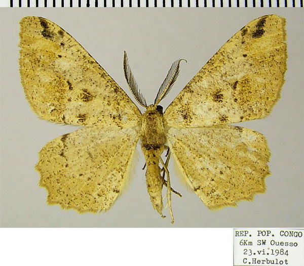 /filer/webapps/moths/media/images/S/smithi_Colocleora_AM_ZSMa.jpg