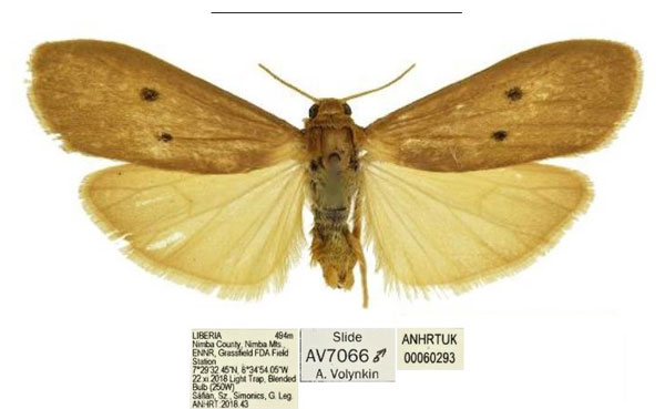 /filer/webapps/moths/media/images/S/smithi_Cragiosia_HT_ANHRT.jpg