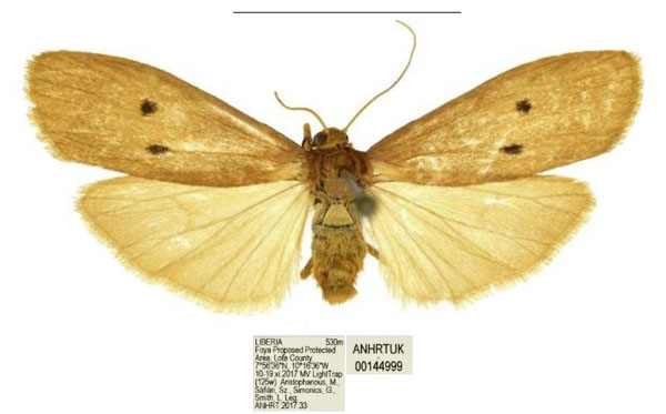 /filer/webapps/moths/media/images/S/smithi_Cragiosia_PTF_ANHRT_01.jpg
