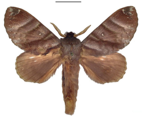/filer/webapps/moths/media/images/S/smithi_Cryptopacha_HT_ANHRT.jpg