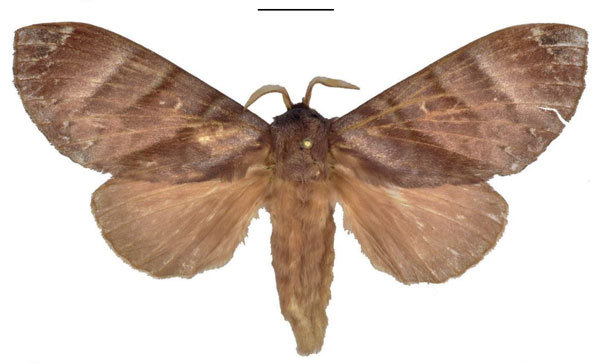 /filer/webapps/moths/media/images/S/smithi_Cryptopacha_PTF_ANHRT.jpg