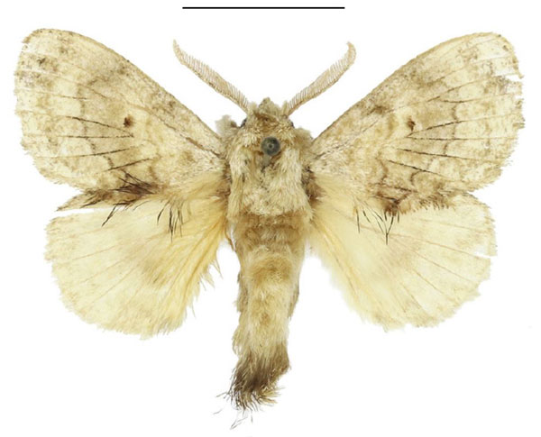 /filer/webapps/moths/media/images/S/smithi_Diapalpus_HT_ANHRT.jpg