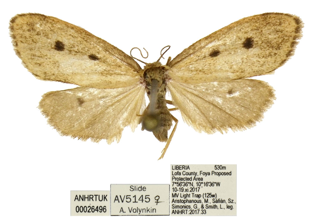 /filer/webapps/moths/media/images/S/smithi_Exilisia_PTF_ANHRT.jpg