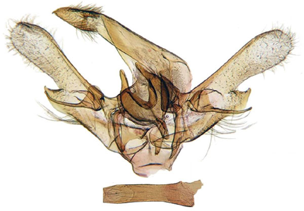 /filer/webapps/moths/media/images/S/smithi_Gnathodes_GMHT_ANHRT_91.jpg