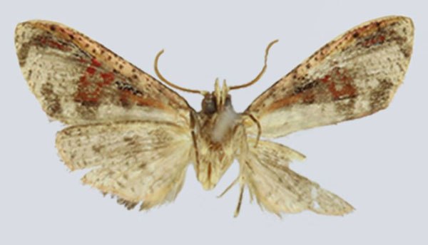 /filer/webapps/moths/media/images/S/smithi_Gnathodes_HT_ANHRTb.jpg