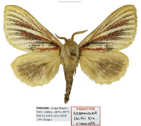 /filer/webapps/moths/media/images/S/smithi_Grammodora_PTF_Basquin.jpg