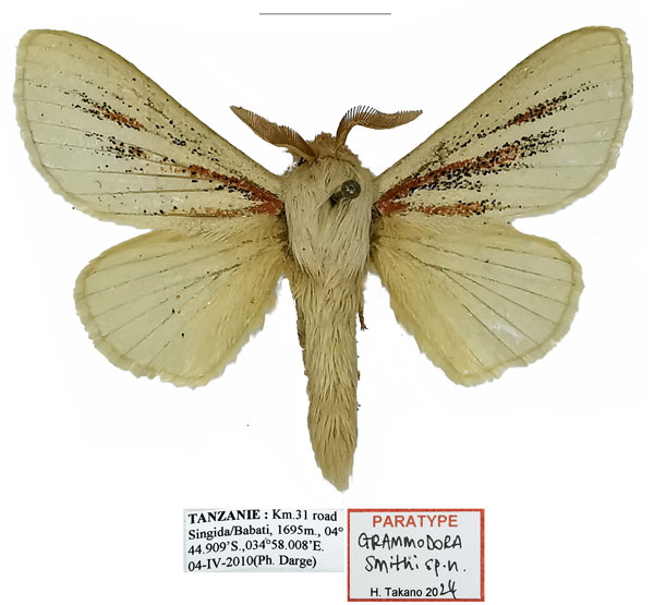 /filer/webapps/moths/media/images/S/smithi_Grammodora_PTM_Basquin.jpg