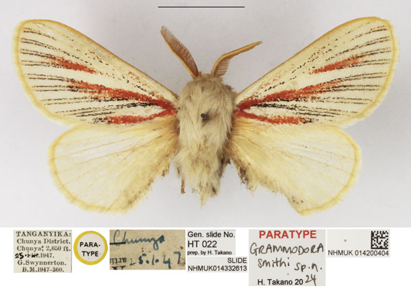 /filer/webapps/moths/media/images/S/smithi_Grammodora_PTM_NHMUK_01.jpg