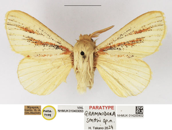 /filer/webapps/moths/media/images/S/smithi_Grammodora_PTM_NHMUK_02.jpg