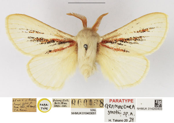/filer/webapps/moths/media/images/S/smithi_Grammodora_PTM_NHMUK_03.jpg