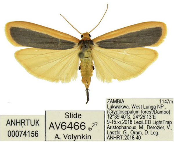 /filer/webapps/moths/media/images/S/smithi_Juxtilema_HT_ANHRT.jpg