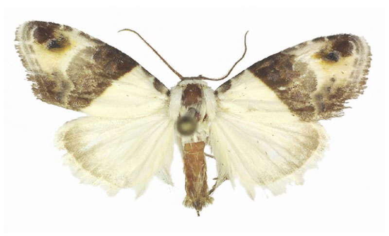 /filer/webapps/moths/media/images/S/smithi_Leucobaeta_HT_ANHRT.jpg