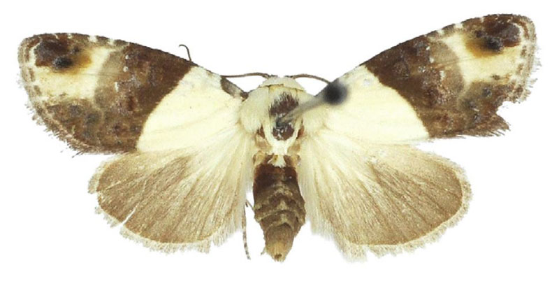 /filer/webapps/moths/media/images/S/smithi_Leucobaeta_PTF_BMNH.jpg