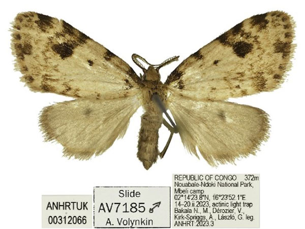 /filer/webapps/moths/media/images/S/smithi_Lithosiccia_HT_ANHRT.jpg