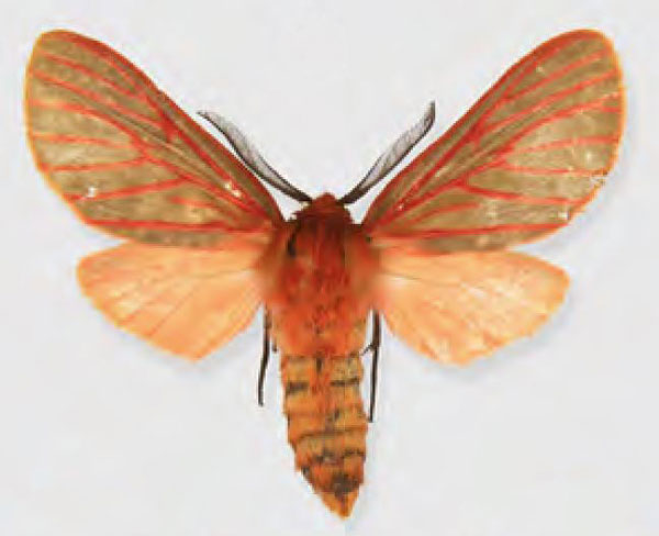 /filer/webapps/moths/media/images/S/smithi_Metarctia_HT_ANHRT.jpg