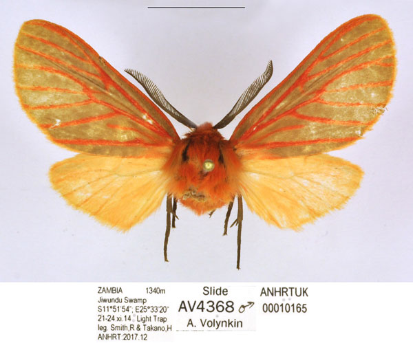 /filer/webapps/moths/media/images/S/smithi_Metarctia_HT_ANHRT_WXSiVUW.jpg