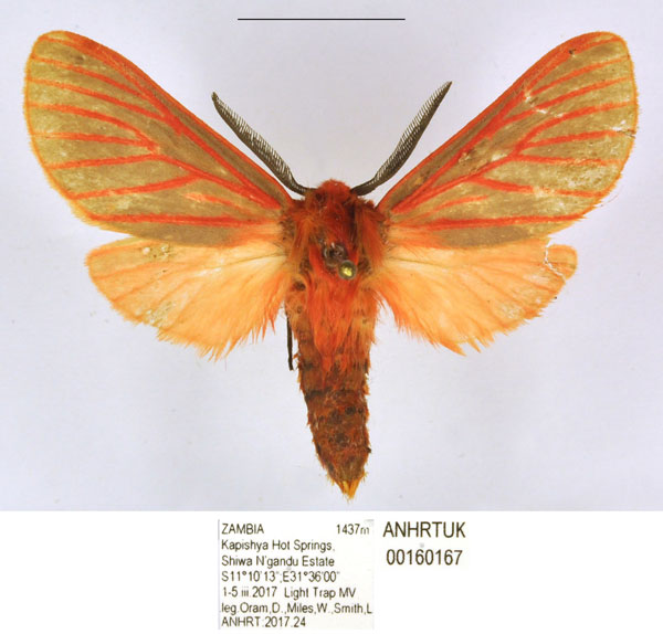 /filer/webapps/moths/media/images/S/smithi_Metarctia_PTM_ANHRT.jpg