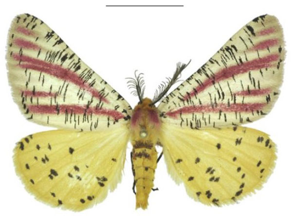 /filer/webapps/moths/media/images/S/smithi_Nothabraxas_HT_ANHRT.jpg
