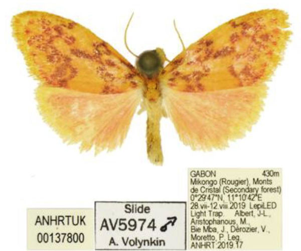 /filer/webapps/moths/media/images/S/smithi_Palaeugoa_HT_ANHRT.jpg