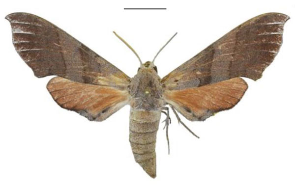 /filer/webapps/moths/media/images/S/smithi_Polyptychus_PTF_ANHRT.jpg