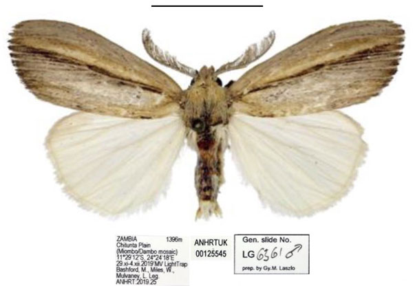 /filer/webapps/moths/media/images/S/smithi_Psalis_HT_ANHRT.jpg