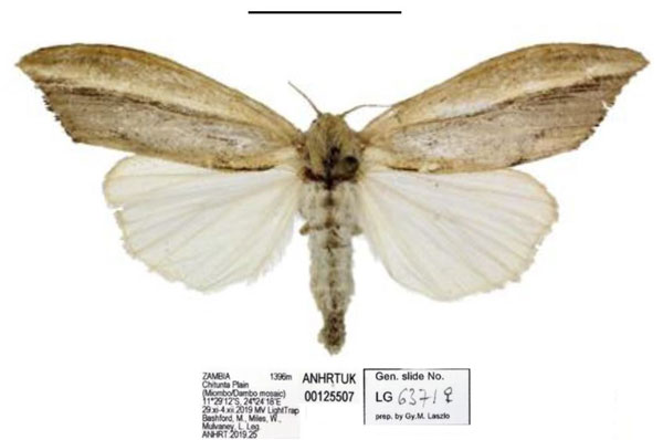 /filer/webapps/moths/media/images/S/smithi_Psalis_PTF_ANHRT.jpg