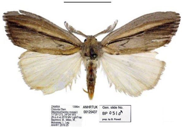 /filer/webapps/moths/media/images/S/smithi_Psalis_PTM_ANHRT_01.jpg
