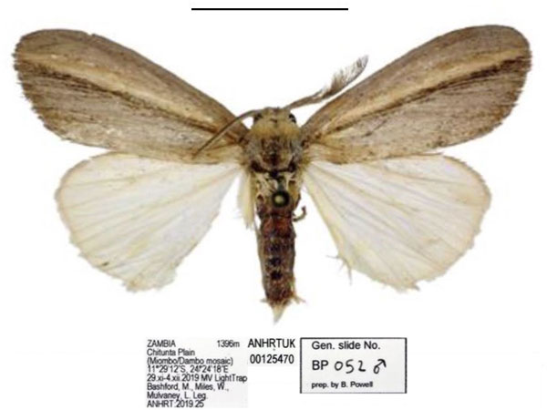 /filer/webapps/moths/media/images/S/smithi_Psalis_PTM_ANHRT_02.jpg