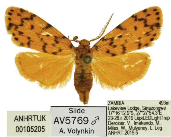 /filer/webapps/moths/media/images/S/smithi_Siccia_HT_ANHRT.jpg