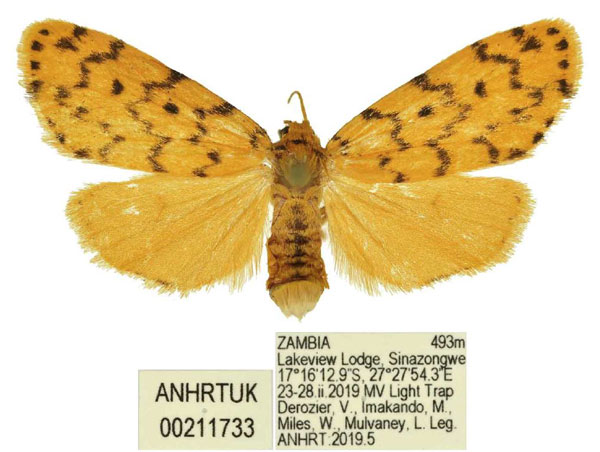 /filer/webapps/moths/media/images/S/smithi_Siccia_PTF_ANHRT.jpg
