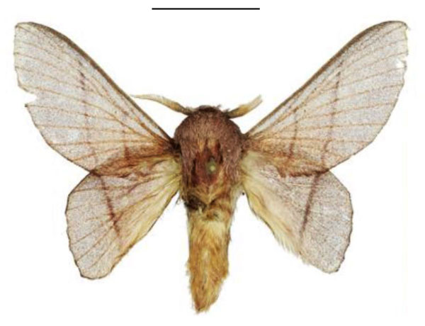 /filer/webapps/moths/media/images/S/smithi_Sonitha_HT_ANHRT.jpg