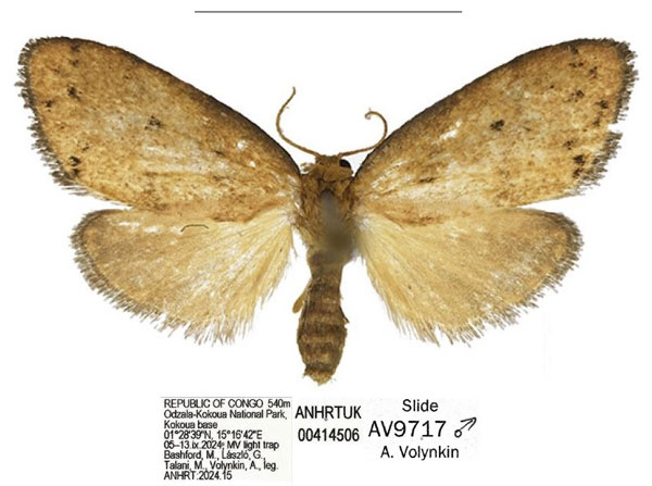 /filer/webapps/moths/media/images/S/smithi_Spatulosia_HT_ANHRT.jpg