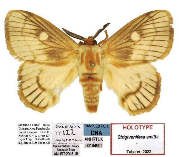 /filer/webapps/moths/media/images/S/smithi_Strigivenifera_HT_ANHRT.jpg