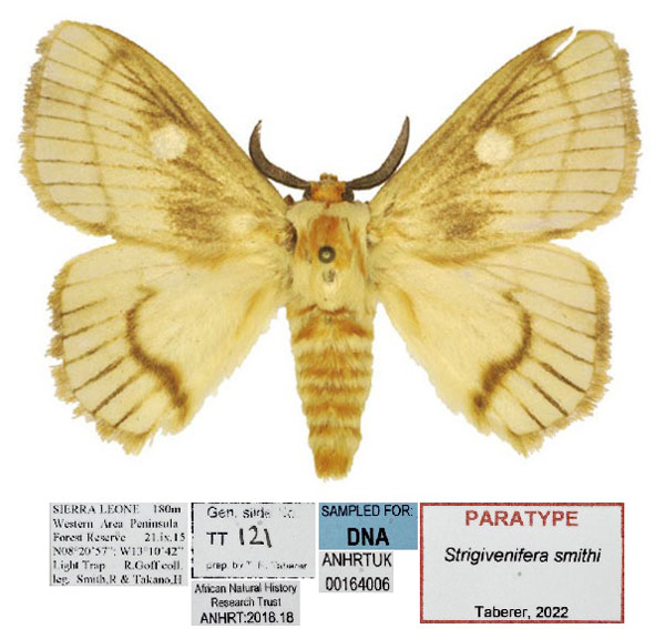 /filer/webapps/moths/media/images/S/smithi_Strigivenifera_PTM_ANHRT.jpg